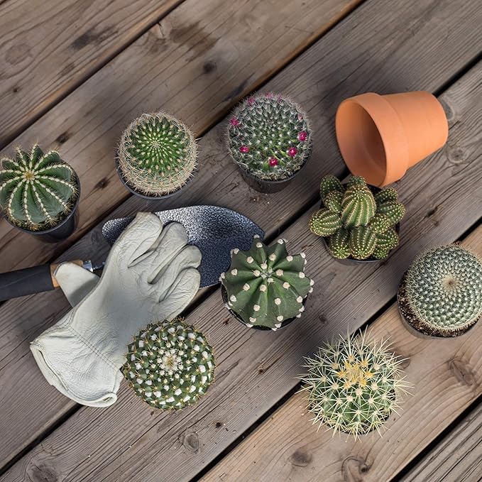 Altman Plants, Assorted Cactus Plants Live Succulents (8 Pack), Live Cactus Plant Lover Gifts, Cacti Succulents Plants Live Houseplants, Succulent Indoor Plants Live Plants in Cactus Soil Potting Mix