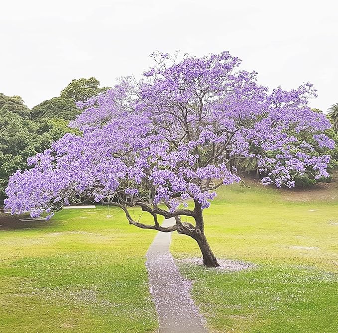 Blue Jacaranda Seeds Jacaranda Mimosifolia Stunning Ornamental Tree Vibrant Blue Flowers Drought Tolerant Low-Maintenance Attract Pollinators as Shade Tree in Parks, Gardens 30Pcs by YEGAOL Garden