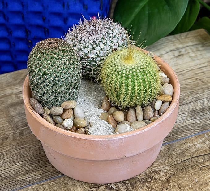 Altman Plants, Assorted Cactus Plants Live Cactus Decor (12PK), Cactus Plant Live Succulents Plants Live in Cactus Soil Potting Mix, Live Cacti Plants Live Succulent Plants Live Plants in Cactus Pot
