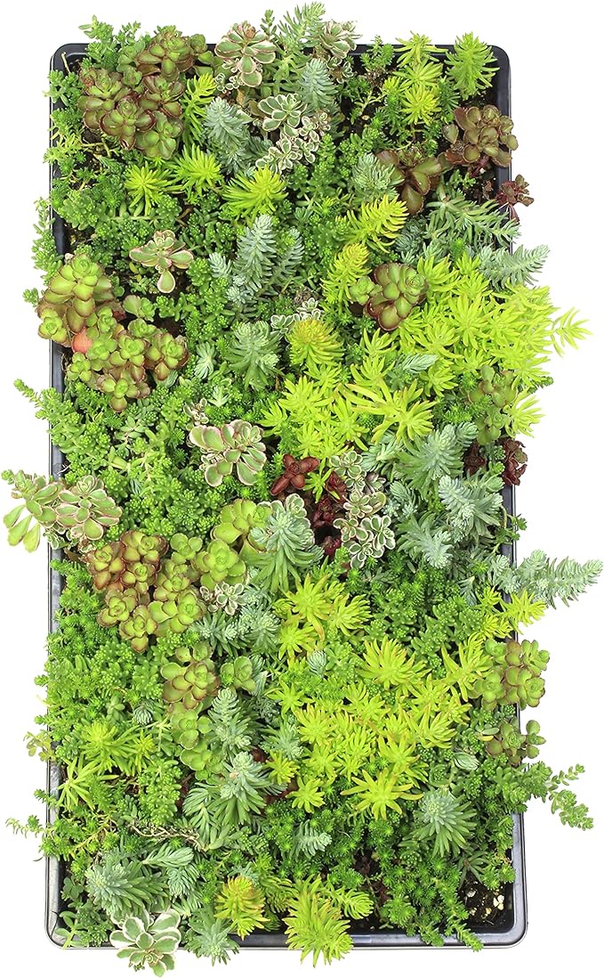 Sedum Tile, Live Sedum Succulent Planter, Stonecrop Plant Sedum Mat, Preplanted Succulent Sedum Carpet, Live Flowering Plants Sedum Planter, Sedum Plant Succulents Live Plant Wall by Plants for Pets