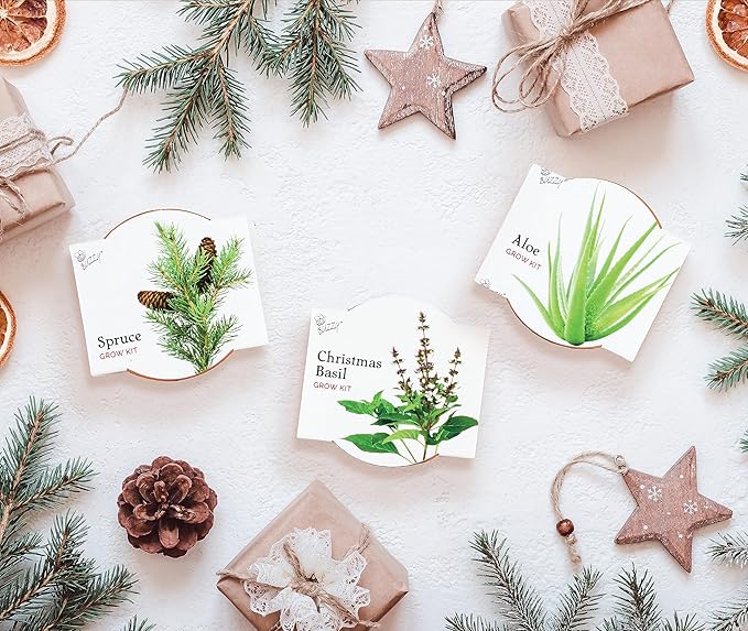 BUZZY Seeds Terracotta Mini Grow Pots | Herb, Plant, Flower Starter Kit for Kids & Adults | Assorted 12-Pack, Radiant Collection | Guaranteed to Grow | Best Indoor Grow Your Own Plant Gardening Gift