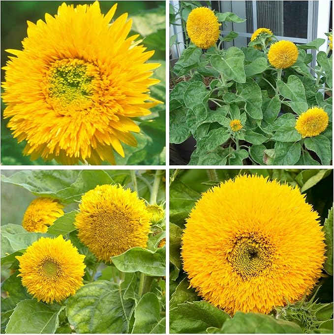 Seed Needs, Dwarf Teddy Sunflower Seeds - 100 Heirloom Seeds for Planting Helianthus annuus - Double Petaled Blooms, Attracts Pollinators/Butterflies (1 Pack)