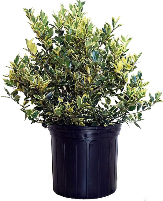 Ilex X meserveae 'Honey Maid' (Varigated Holly) Evergreen, yellow & blue/green varigated foliage, 3 - Size Container