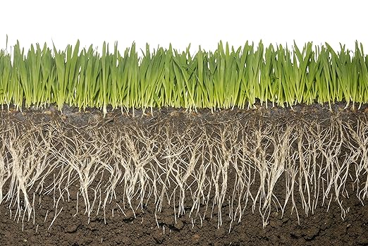 1 Pound Soilmoisture Trap Potassium Super Absorbent Hydro Gel Granules Polymer; Soil Vigor