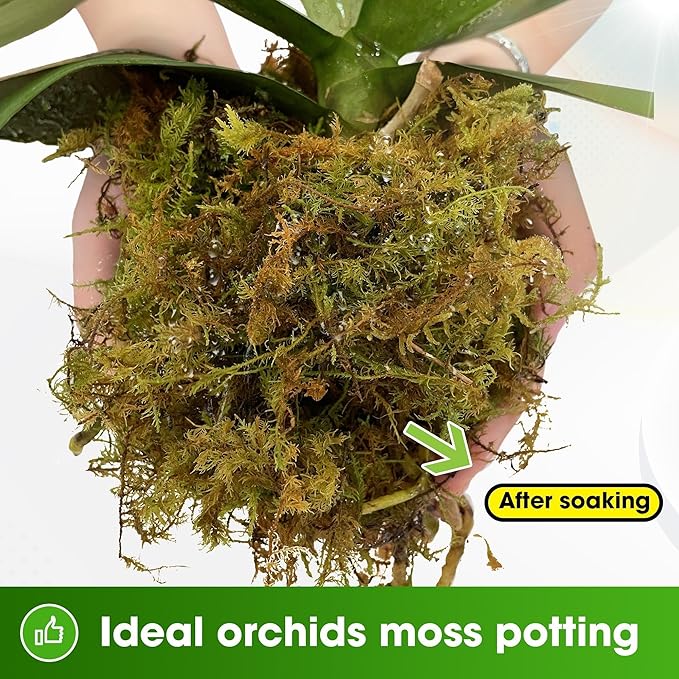 DUSPRO Big Bag Dried Forest Moss for Plant Propagation Sphagnum Moss Bulk for Orchid Repotting Mix Organic Soil Medium Bale Premium Hand Selected (5 LBS)