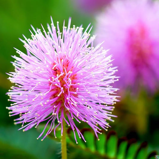 Outsidepride 1000 Seeds Annual Mimosa Pudica Sensitive Plant Flower Seeds for Planting