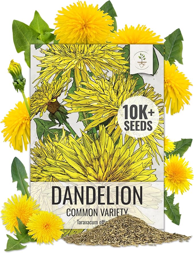 Seed Needs 10,000+ Common Dandelion Herb Seeds for Planting - Non-GMO, Heirloom & Untreated - Organically Grow a Home Grown Herb & Vegetable Garden (Bulk) Great for Salads