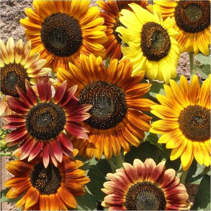 Seed Needs Sunflower Seeds for Planting an Outdoor Flower Garden - Heirloom & Open Pollinated Variety Pack Collection - Plant a Butterfly Garden to Attract Pollinators (6 Packs)