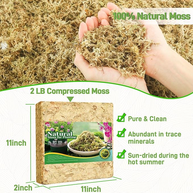 2LB Sphagnum Moss for Plants Indoor, Premium Peat Moss for Reptiles Terrarium-40 Quarter, Natural Long Fiber Orchid Moss for Repotting Propagation Succulent Sarracenia Carnivorous Gardening
