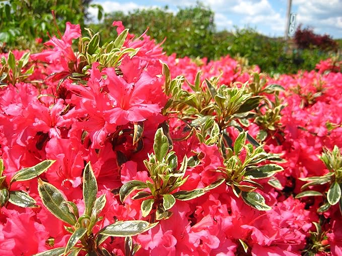 Azalea 'Arctic Rose' (Azalea) Shrub, deep rose flowers, #3 - Size Container