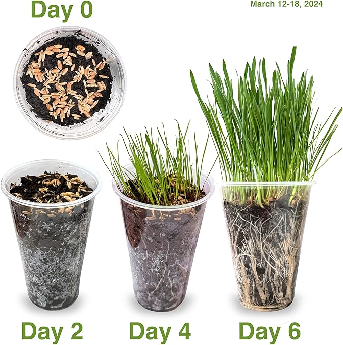 Cat Grass Seeds Favorites Blend Soft Wheatgrass & Smooth Ryegrass – Grows 19 Pots of Fresh Cat Grass for Indoor Cats – Easy & Fast – Small Pack Grows 200 Square inches of Edible cat Grass – Vitamunch