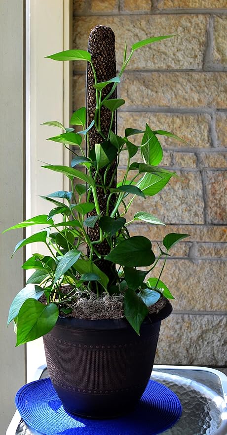 Mosser Lee Sphagnum Moss Pole for Indoor Plants, Monstera Moss Pole, Plant Pole Made in USA - Ideal for Climbing Plants, Enhances Plant Growth & Stability - 12" Height