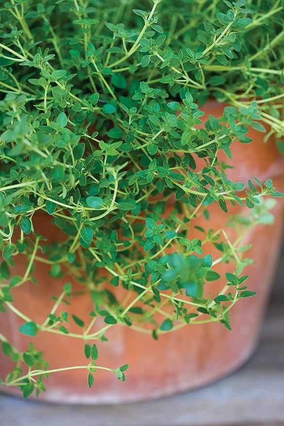 Burpee 61564A Common Thyme Seeds