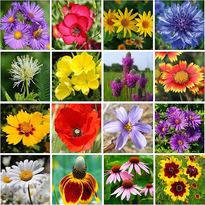 Midwest Wildflower Seeds Regional Mix - Organic, Non-GMO - 100% Pure Seed - 21 Different Wildflowers Seeds of Annual and Perennial, 1 LB Tub