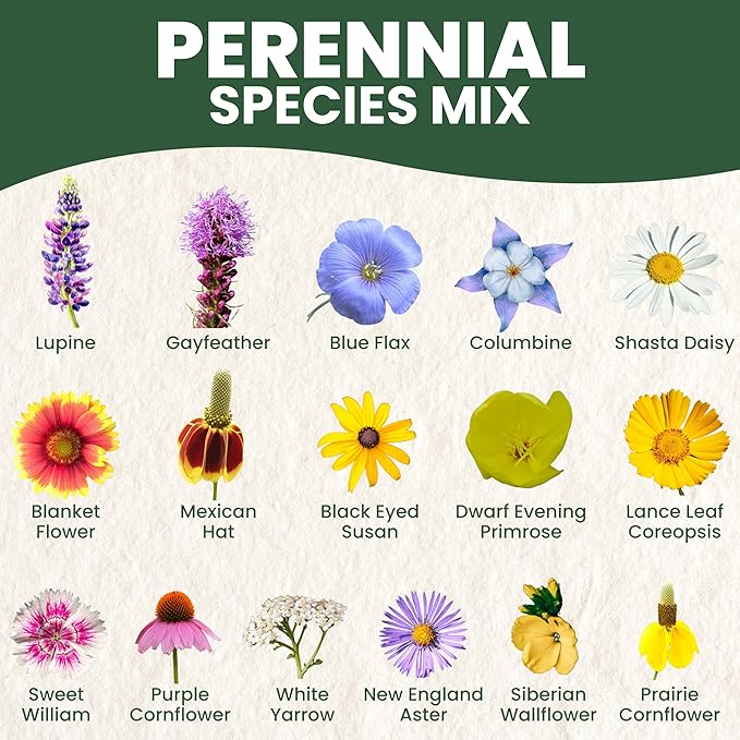 Perennial Species Mix - Bulk 1/4 Pound Pouch - 60,000 Flower Seeds for Planting - Wildflower Mix