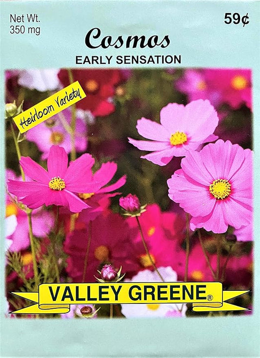 Set of 50 Cosmos - Early Sensation Annual Flower Seed Packets - Perfect for Creating Your Dream Garden! - Includes 50 Packets of Cosmos - Early Sensation Seeds!