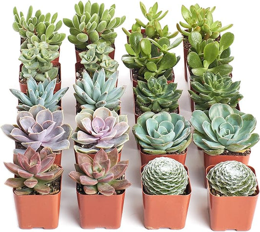 Shop Succulents Assorted Succulent Plant Pack Bulk Collection - Live Mini Succulent Plants, Low Maintenance, Mixture of Colors & Textures - Wedding and Party Favors, Gift & Garden, Pack of 20