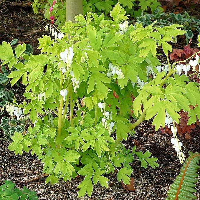 CHUXAY GARDEN 25 Seeds Dicentra Spectabilis 'Alba',Bleeding Heart,Dicentra Spectabilis Seed Rare White Flowers Showy Accent Plant Striking Landscaping