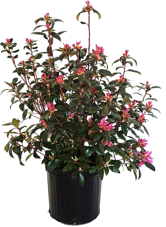 Rhododendron 'Aglo' (Rhododendron) Evergreen, pink flowers, #2 - Size Container
