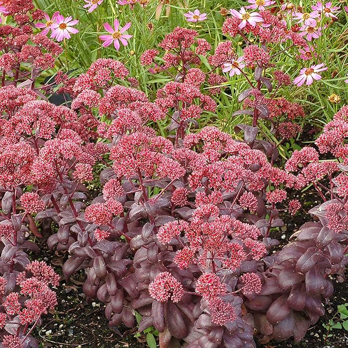 Sedum Seeds Showy Stonecrop, Border Stonecrop Perennial Cut Flowers Deer & Rabbit Resistant Drought Tolerant Attracts Pollinators Beds Borders Patio Containers 50Pcs by YEGAOL Garden
