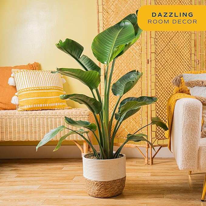 Costa Farms White Bird of Paradise, Live Indoor Plant in Nursery Plant Pot, Potting Soil Mix, Tropical Air Purifying Houseplant, Home and Office Decor, Unique Plant Gift, 3-4 Feet Tall