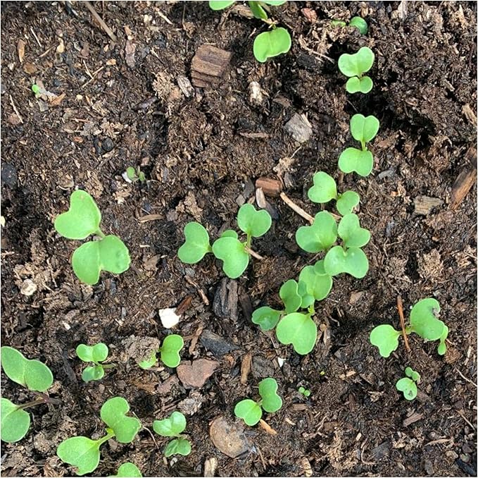 Seed Needs Watercress Seeds for Planting - Non-GMO, Heirloom & Untreated - Organically Grow Your own Culinary Herb Garden Indoors or Outdoors (5 Packs)