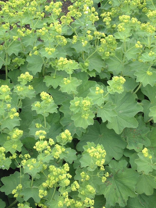 Alchemilla mollis (Ladys Mantle) Perennial, yellow flowers, #1 - Size Container