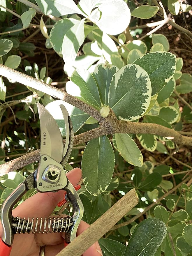 Corona BP15180 Forged Steel ClassicCUT Bypass Hand Pruner - 1 inch Cut Capacity Stem and Branch Garden Shears, Red