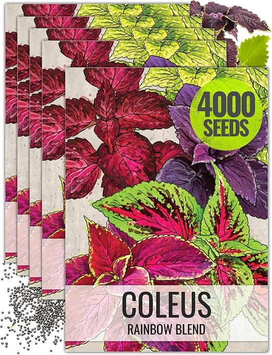 Seed Needs Coleus Seeds for Planting Rainbow Mixture - Heirloom & Open Pollinated Plants Prefer Partial Shade Indoors/Outdoors (5 Packs)