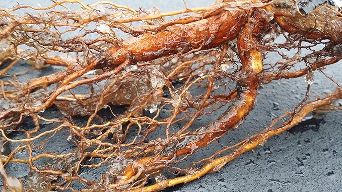 Super Absorbent Polymer Helps Plant Growth and Plant Establishment (5 Pounds)