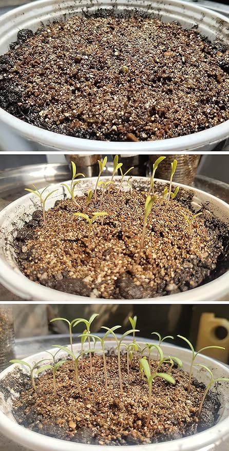 5QT Organic Vermiculite Granules for Plants and Gardening