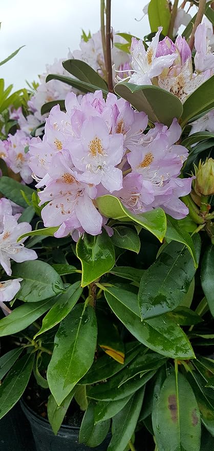Rhododendron cat. 'Roseum Elegans' (Rhododendron) Evergreen, lavender pink flowers, #2 - Size Container