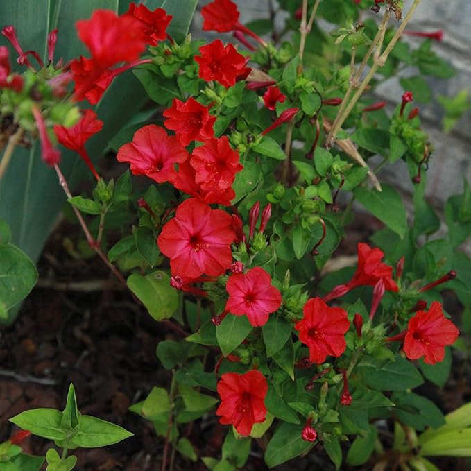 Outsidepride 1/4 lb. Perennial Mirabilis Jalapa Four O' Clock Red Flower Seeds for Planting