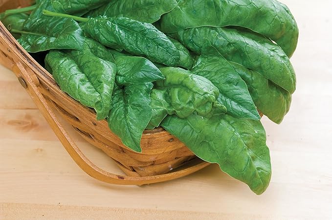 Burpee Bloomsdale Long Standing Spinach Seeds 1000 seeds