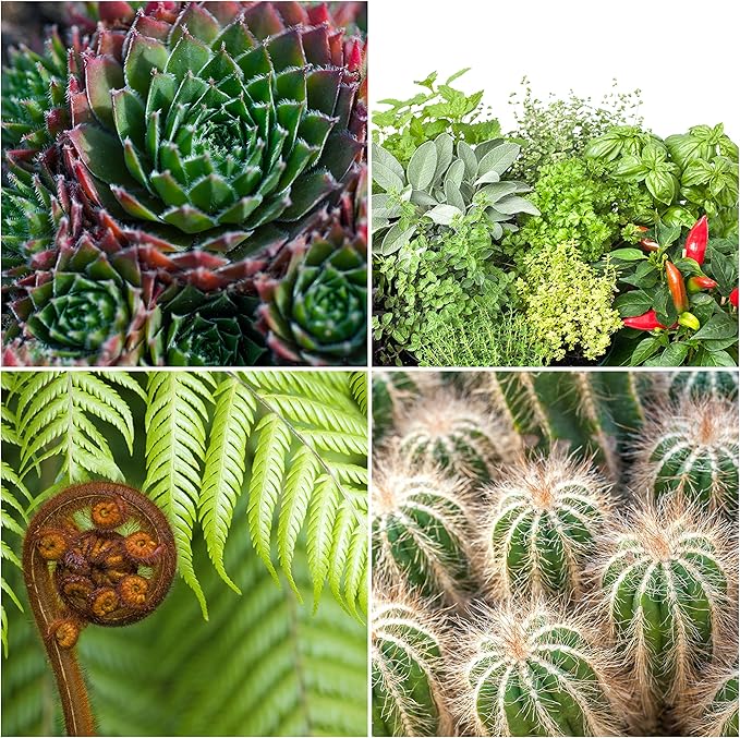 Coco Peat Perlite Potting Mix (4 Quarts), Loose Coconut Coir and Perlite