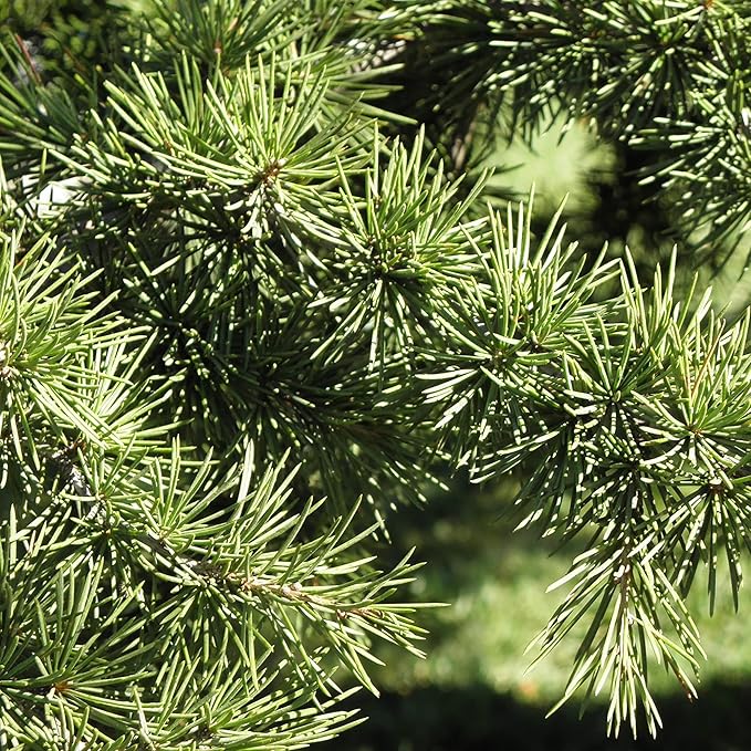 Cedrus Libani Seeds Cedar of Lebanon Fragrant Low Maintenance Drought Tolerant Outdoor Pathway 5Pcs Tree Seeds by YEGAOL Garden