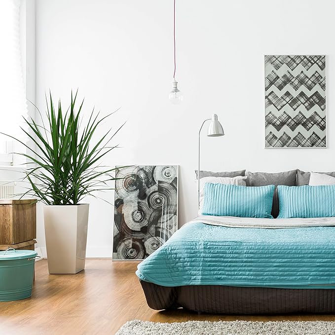 Costa Farms Dracaena Marginata Magenta Madagascar Dragon Tree Live Indoor Plant, 3 to 4-Feet Tall, Potted in Grower's Pot