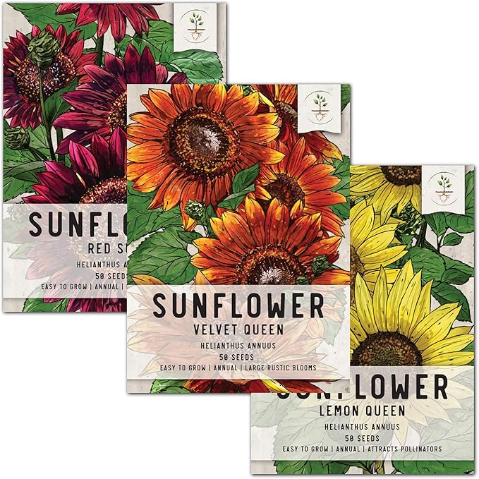 Seed Needs, Sunflower Seed Packet Variety Collection (3 Individual Varieties for Planting) Red Sun, Velvet Queen & Lemon Queen