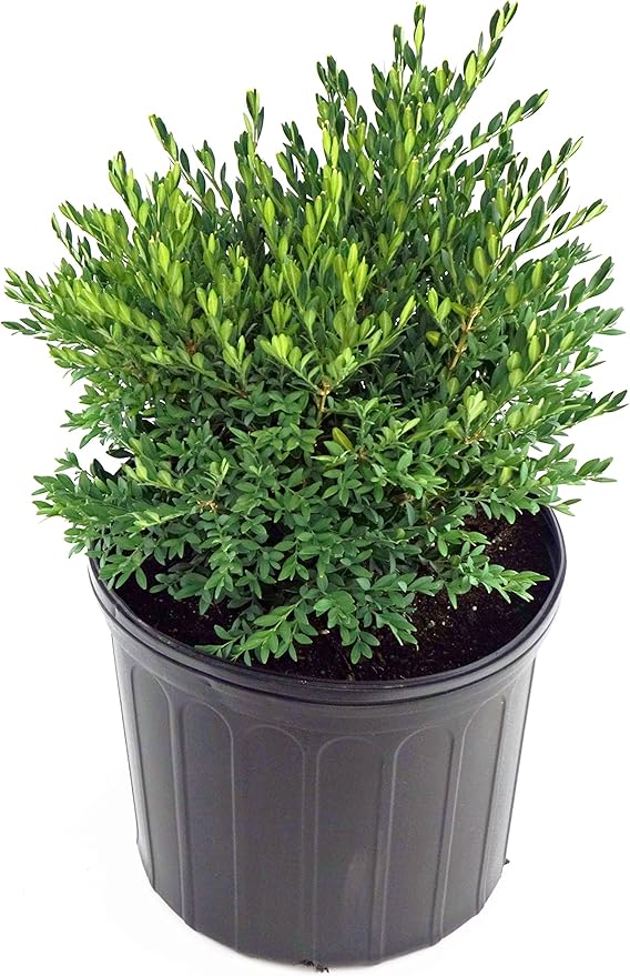 Buxus micro. jap. 'Green Gem' (Boxwood) Evergreen, #3 - Size Container