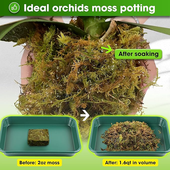 DUSPRO Dried Moss for Potted Plants, Forest Orchid Moss for Potting Mix, Sphagnum Potting Moss for Plants Indoor, Real Moss Soil Cover for Houseplant (2 OZ)