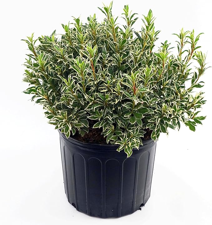 Azalea 'Arctic Rose' (Azalea) Shrub, deep rose flowers, #3 - Size Container