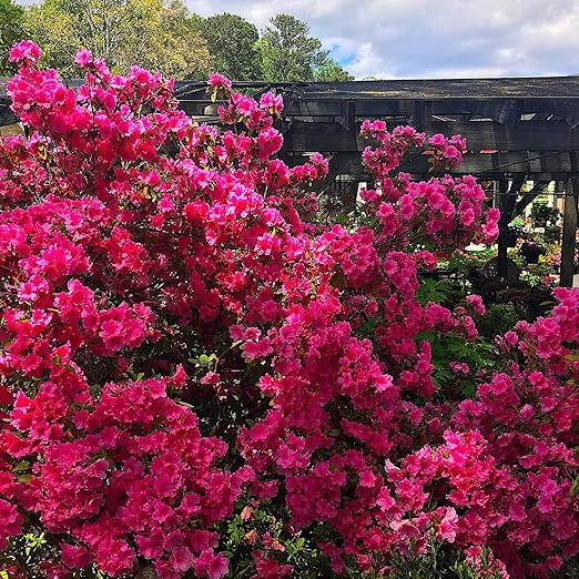 Nelson Azalea & All Acid Loving Plant Food Huge Blooms Jasmines Roses Camellias Gardenias NutriStar (25 lb.)