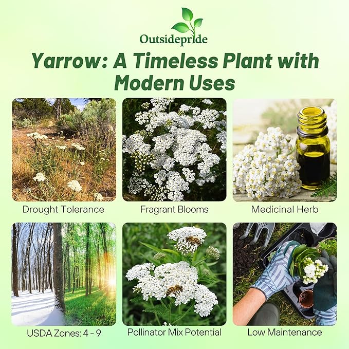 Outsidepride Achillea Millefolium Wild White Yarrow Seeds - 1 Lb. Perennial Flower Seeds, Drought Resistant, Low Maintenance & Easy Planting for Beautiful Garden & Fireflies Attraction