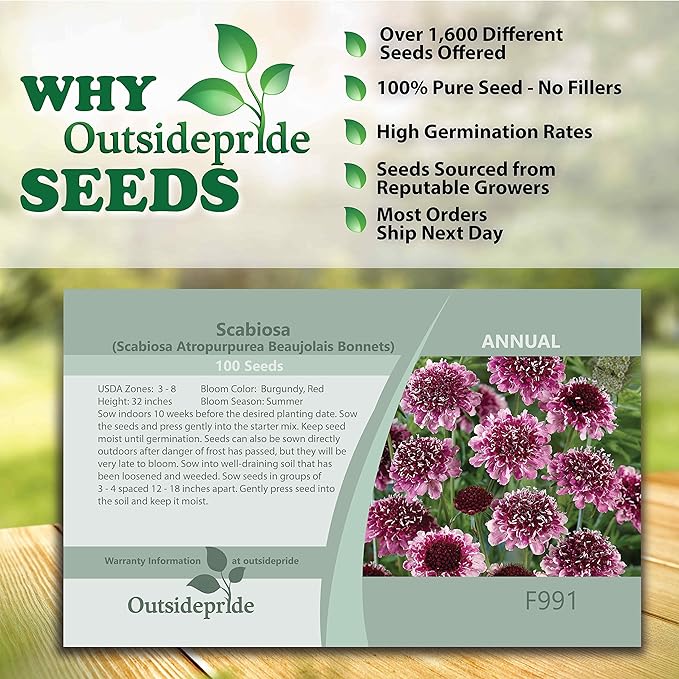 Outsidepride 100 Seeds Perennial Maroon Beaujolais Bonnets Scabiosa Pincushion Flower Seeds for Planting