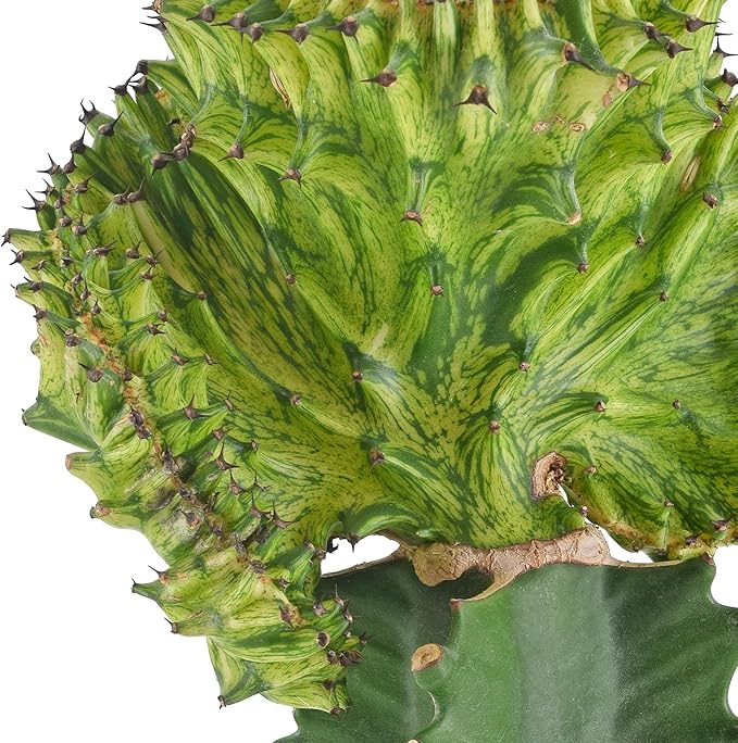 Arcadia Garden Products Live Mermaid Tail Cactus Indoor Houseplant in Plastic Pot, Euphorbia lactea Cristata Crested Coral Succulent Plant Gift for Home and Garden Decor, 4-inch, Green