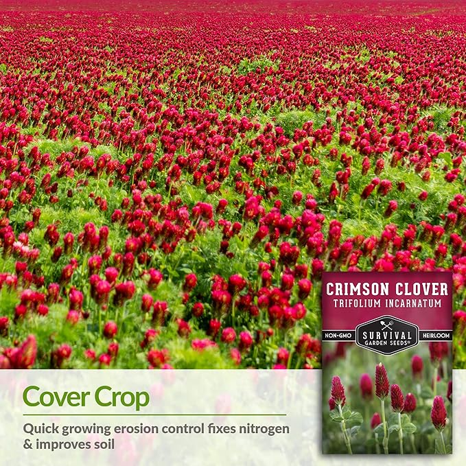Crimson Clover Seed for Planting - 3 Packets with Instructions to Plant & Grow Flowers or Cover Crop in Your Home Vegetable Garden - Non-GMO Heirloom Variety - Survival Garden Seeds