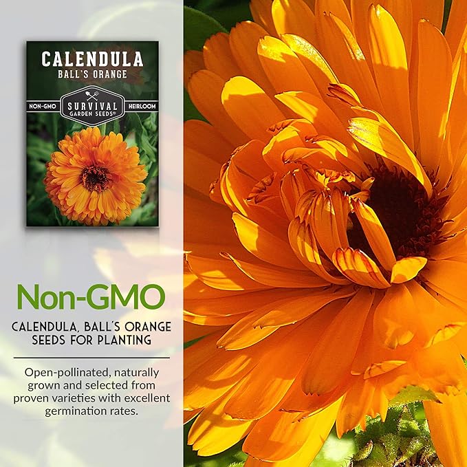 Survival Garden Seeds Ball's Orange Calendula Seed for Planting – 1 Packet with Instructions for Growing Medicinal Herbs in Your Home Vegetable Garden – Non-GMO Heirloom Variety Herb Seed