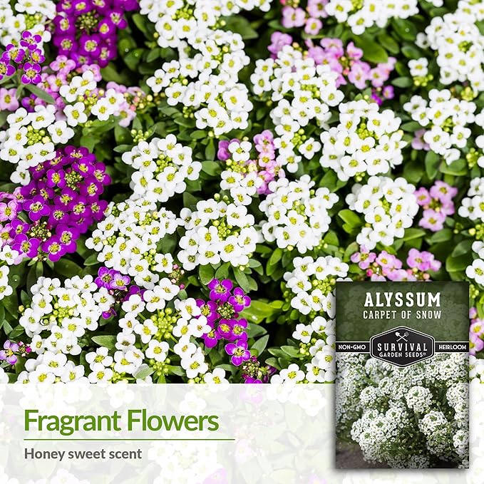 2 Packs Carpet of Snow Alyssum Seed for Planting with Instructions to Grow Lobularia maritima in Your Home Flower or Vegetable Garden - Non-GMO Heirloom - Survival Garden Seeds