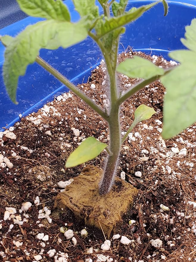 5QT Organic Perlite Horticultural Soil Amendment for Plants and Enhanced Drainage Enhanced