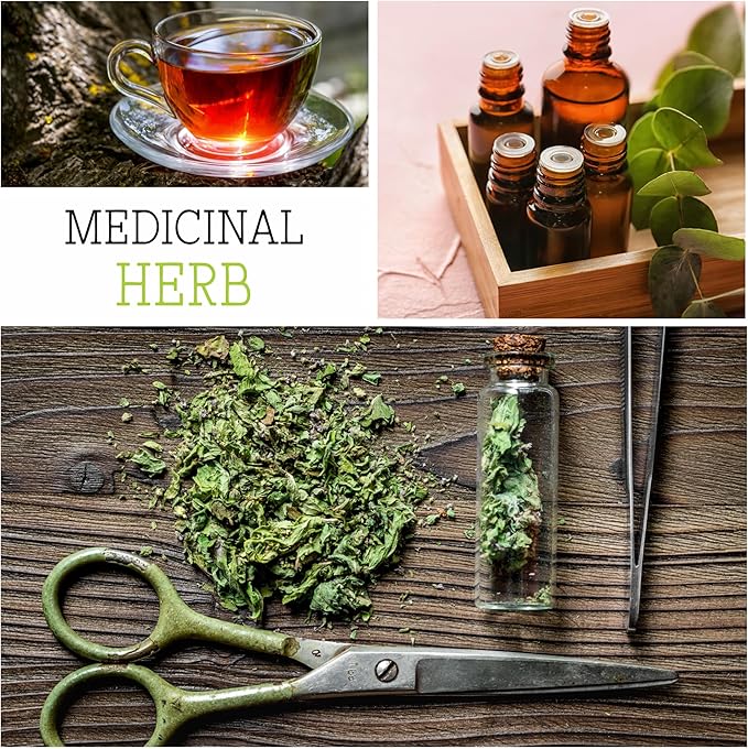 Seed Needs Anise Hyssop Seeds for Planting - Non-GMO, Heirloom & Untreated - Organically Grow a Medicinal/Culinary Herb Garden for Tea & Essential Oils (2 Packs)